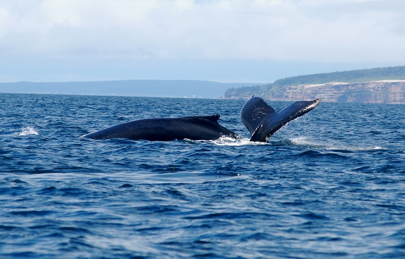 LEARN TO RECOGNIZE WHALE AND SEAL SPECIES AND THEIR BEHAVIOUR - Navigation  Baleine