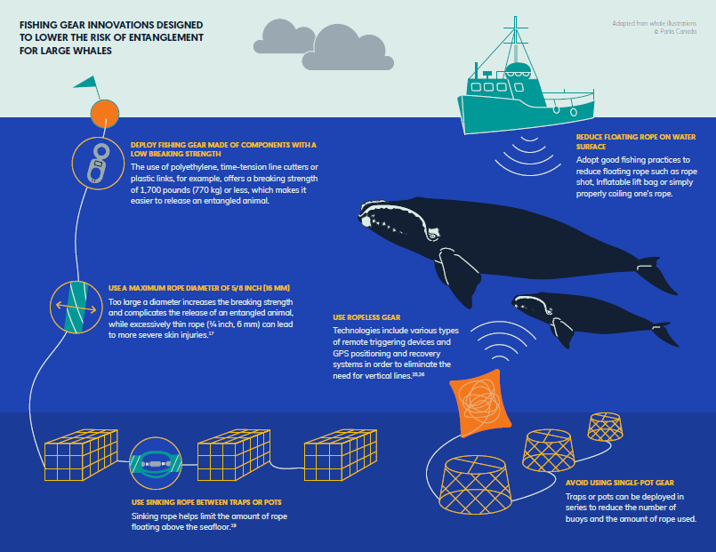 WHAT YOU CAN DO - Navigation Baleine